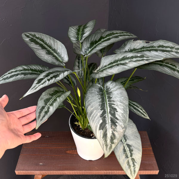 スキスマトグロッティス：ハイナエンシス　5号鉢植え