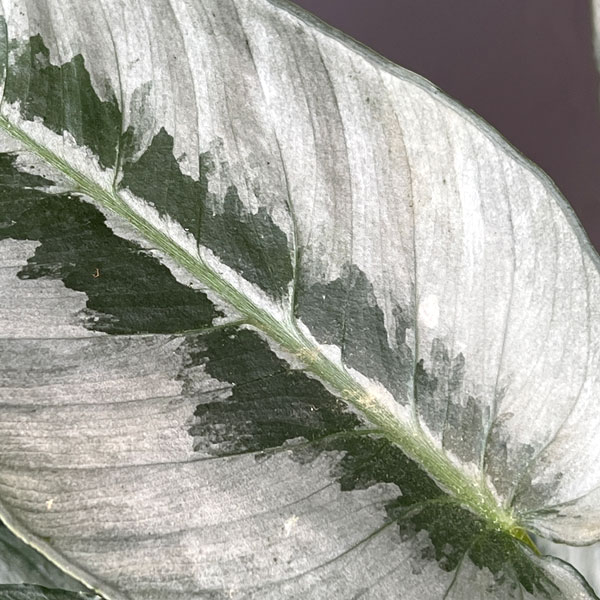 スキスマトグロッティス：ハイナエンシス　5号鉢植え