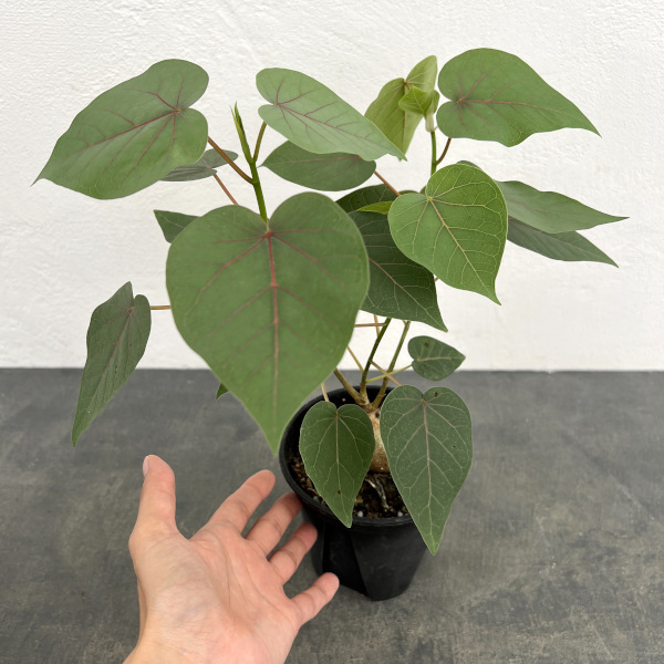 フィカス:ぺティオラリス 4号鉢植え