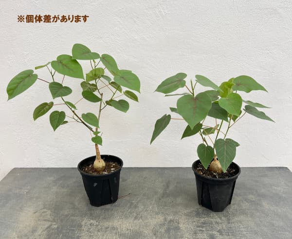 フィカス:ぺティオラリス 4号鉢植え