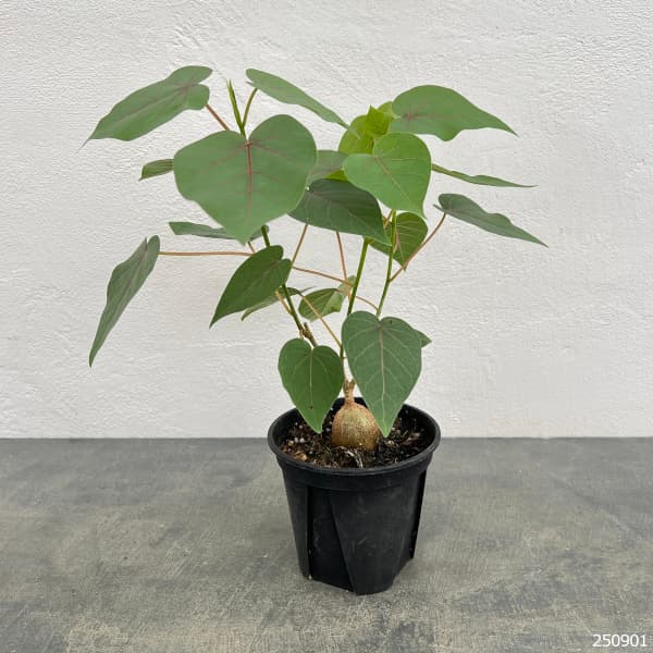 フィカス:ぺティオラリス 4号鉢植え