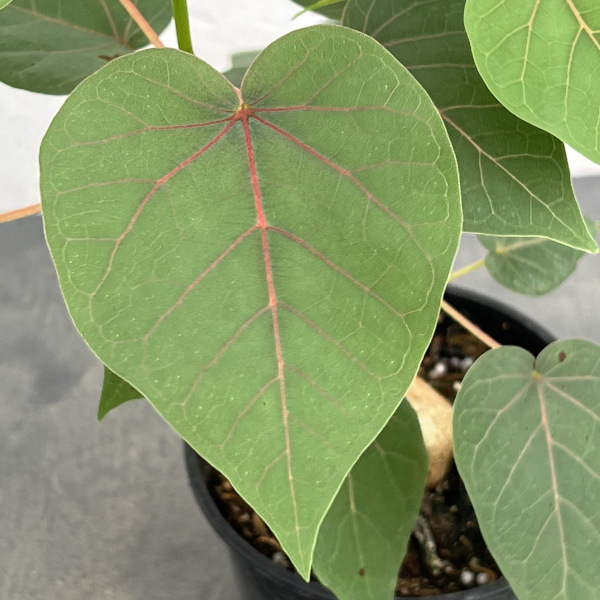フィカス:ぺティオラリス 4号鉢植え