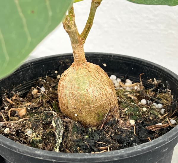 フィカス:ぺティオラリス 4号鉢植え