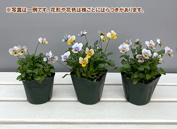 ビオラ：マリア3-3.5号ポット