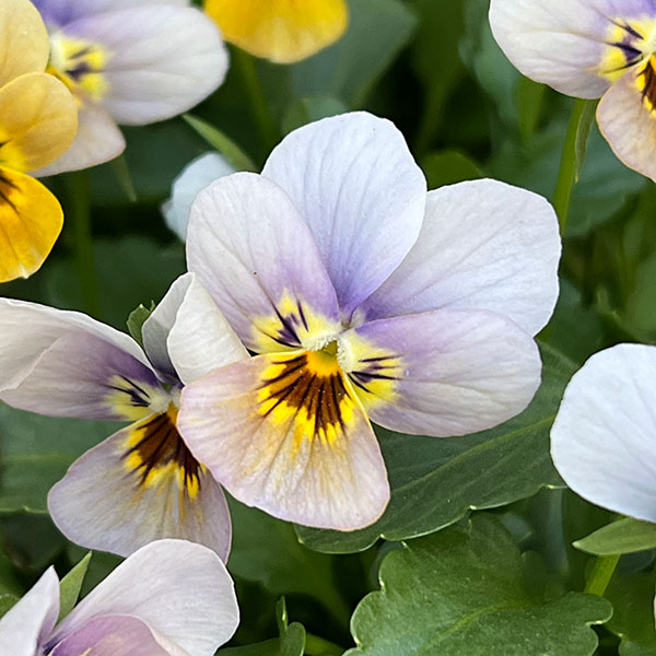 園芸ネット本店｜ビオラ：マリア3-3.5号ポット 6株セット の通販【公式】