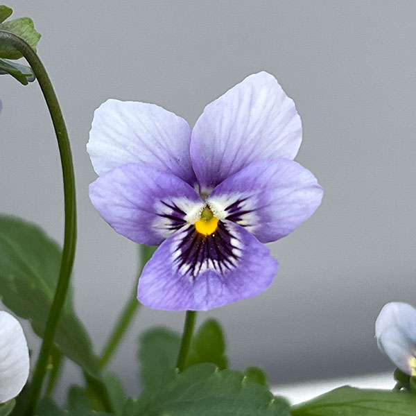 ビオラ：マリア3-3.5号ポット