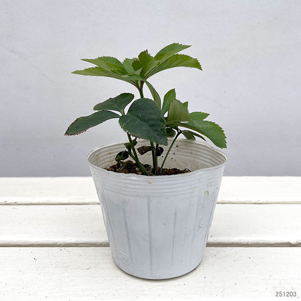 クリスマスローズ：珠姫（たまひめ）3.5号ポット