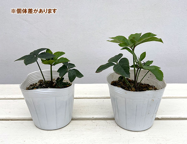 クリスマスローズ：珠姫（たまひめ）3.5号ポット