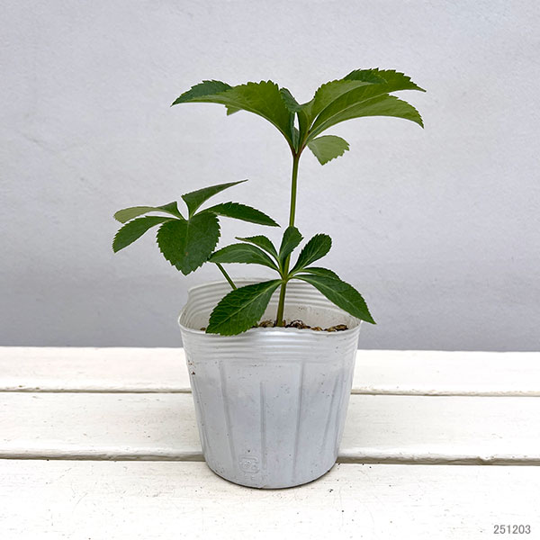 クリスマスローズ：花衣（はなごろも）3.5号ポット