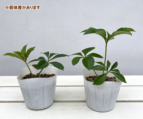 クリスマスローズ：花衣（はなごろも）3.5号ポット