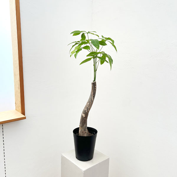 パキラ:ムーンライト 6号鉢植え
