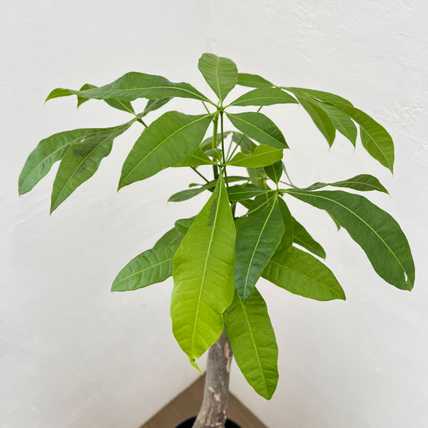 パキラ:ムーンライト 6号鉢植え