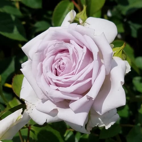 バラ（四季咲き中輪）：ノーブルシャイン大苗（産地直送品）