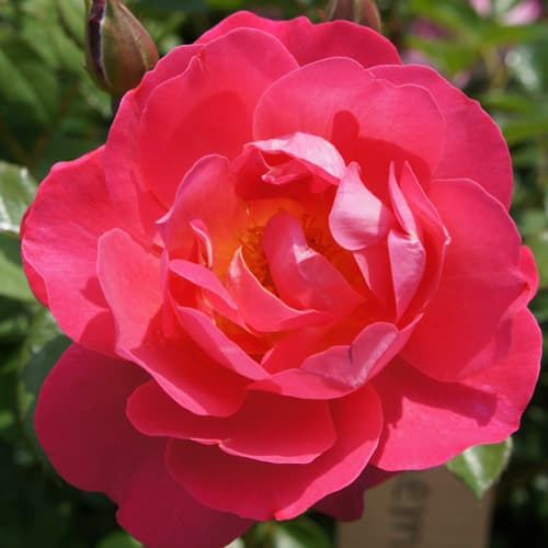 バラ（四季咲き中輪）：ミルヘムペンバートン大苗（産地直送品）