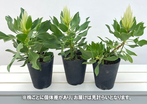 プロテア:スパイキーホワイト 4.5-5号鉢植え(1F)