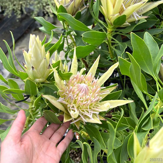 プロテア：スパイキーホワイト　5号鉢植え（2F）