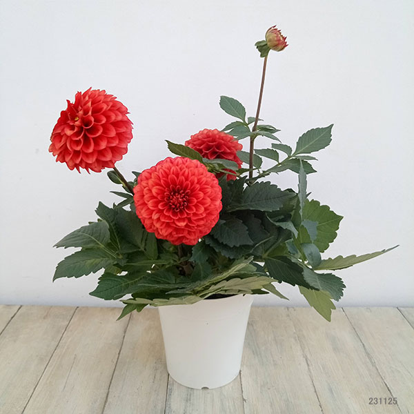 ダリア：ルージュマジック5号鉢植え