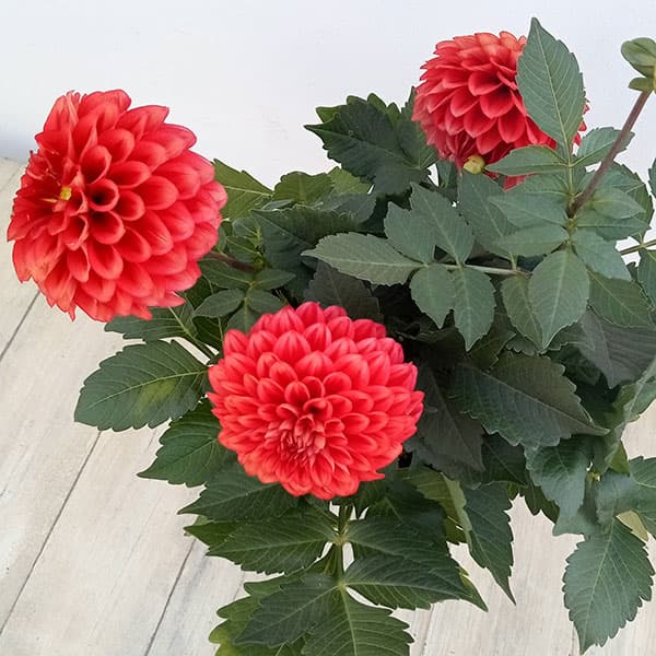 ダリア：ルージュマジック5号鉢植え