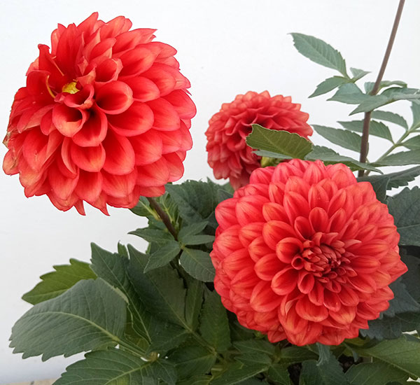 ダリア：ルージュマジック5号鉢植え