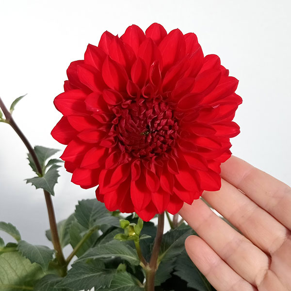 ダリア：ルージュマジック5号鉢植え
