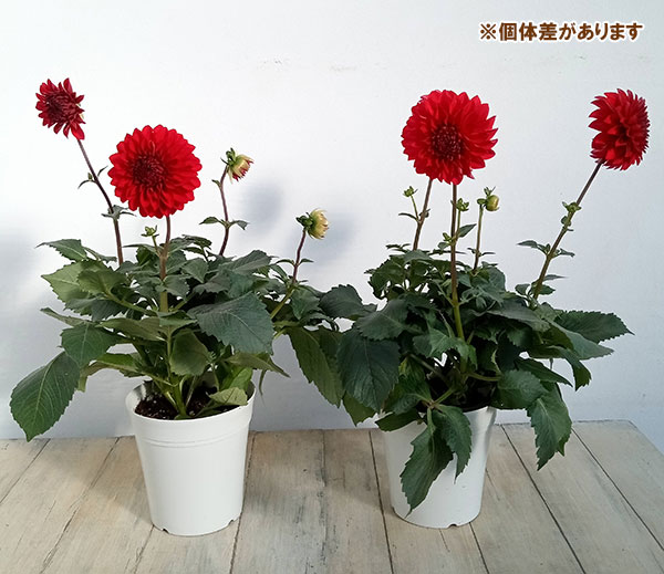 ダリア：ルージュマジック5号鉢植え