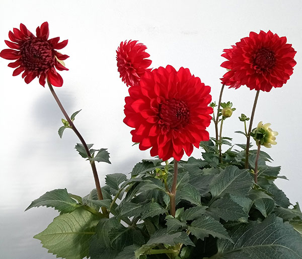 ダリア：ルージュマジック5号鉢植え