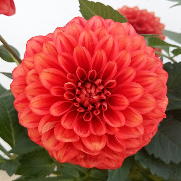 ダリア：ルージュマジック5号鉢植え