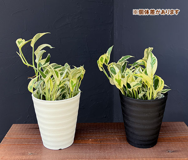 [ザ・ファームセレクト]ポトス：エクセレント　4号鉢入り