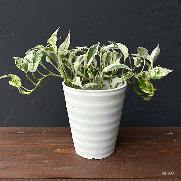 園芸ネット本店｜（わけあり特価）ポトス：エクセレント 4号鉢入り の