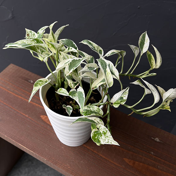 園芸ネット本店｜[棚卸セール]（わけあり特価）ポトス：エクセレント 4