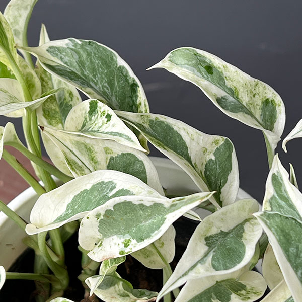 園芸ネット本店｜（わけあり特価）ポトス：エクセレント 4号鉢入り の