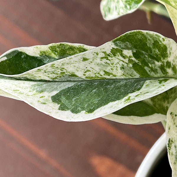 モカポトスページ ロックプランツ ポトス S GL-MB020 | 花＆グリーン 通販