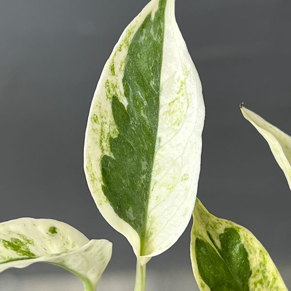 園芸ネット本店｜（わけあり特価）ポトス：エクセレント 4号鉢入り の