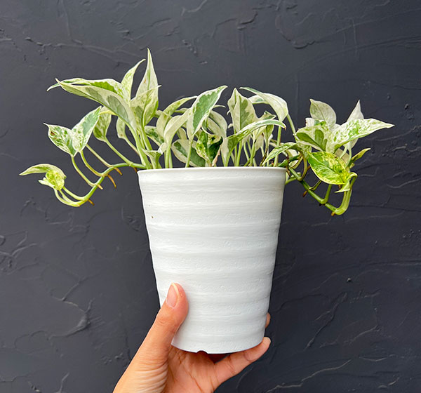 園芸ネット本店｜（わけあり特価）ポトス：エクセレント 4号鉢入り の