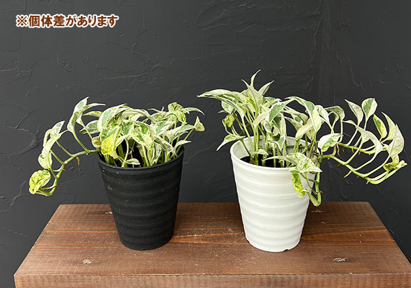 園芸ネット本店｜（わけあり特価）ポトス：エクセレント 4号鉢入り の