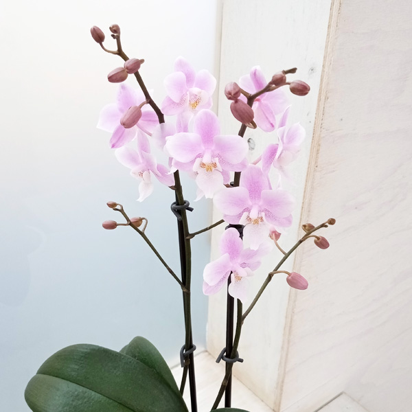 ミディコチョウラン：サクラン 2本立ち 3号タンブラースリムポット