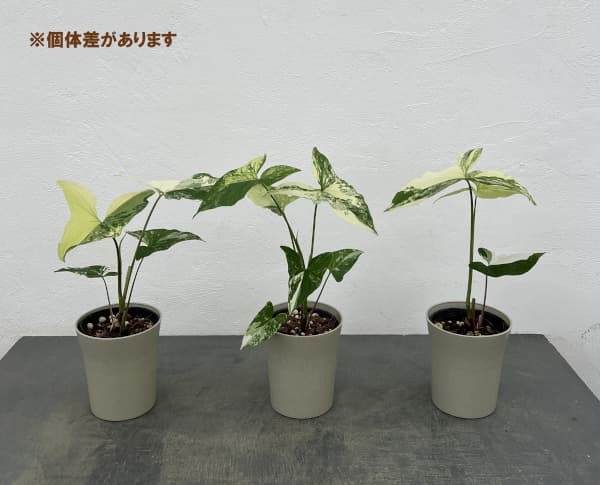 シンゴニウム：フレンチマーブル　4号鉢植え