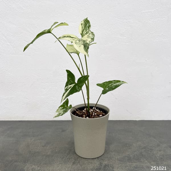 シンゴニウム：フレンチマーブル　4号鉢植え