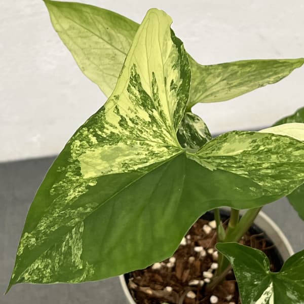 シンゴニウム：フレンチマーブル　4号鉢植え