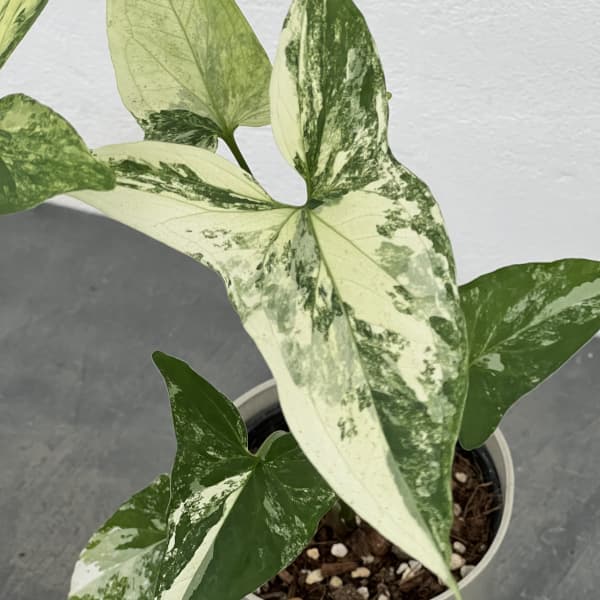 シンゴニウム：フレンチマーブル　4号鉢植え