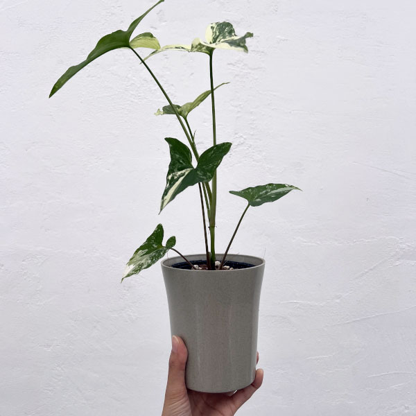 シンゴニウム：フレンチマーブル　4号鉢植え