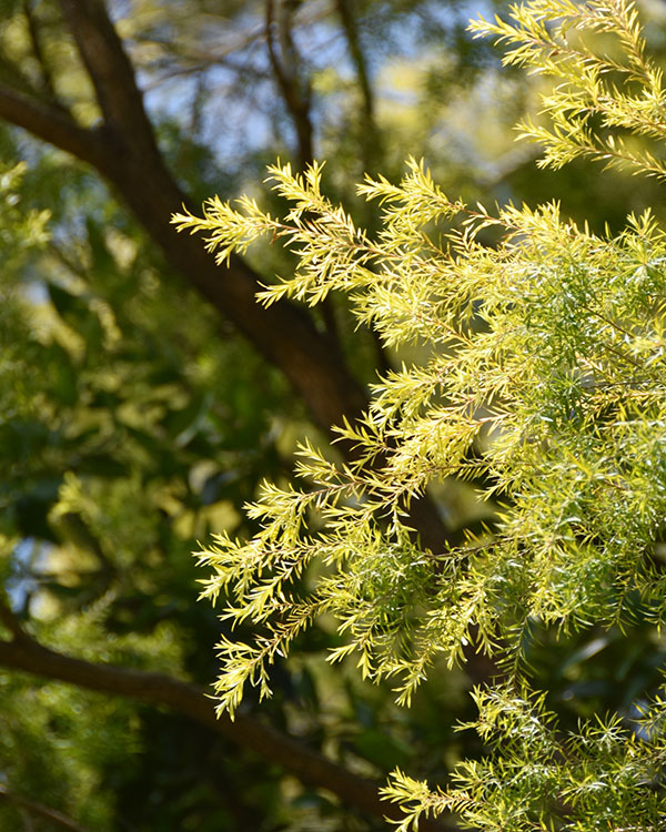 花がよく咲くグレビレア3種セット