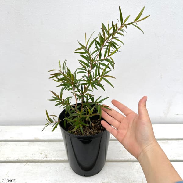 レプトスペルマム：レモンティーツリー6号鉢植え