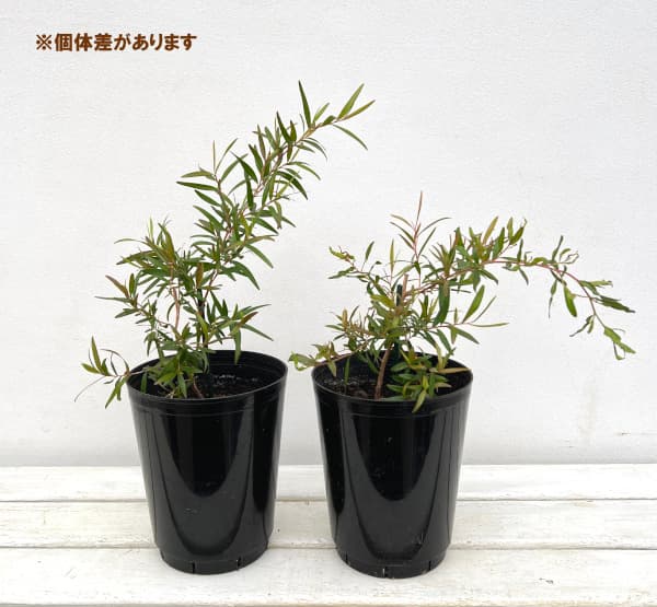レプトスペルマム：レモンティーツリー6号鉢植え の通販 | 園芸