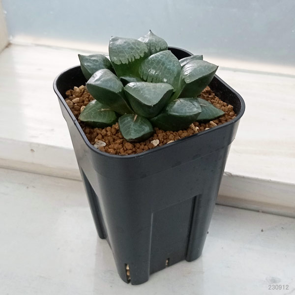 ハオルチア:スプリング×コンプト交配美種 実生苗 2.5号スクエア鉢