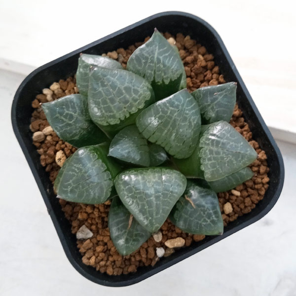 ハオルチア:スプリング×コンプト交配美種 実生苗 2.5号スクエア鉢