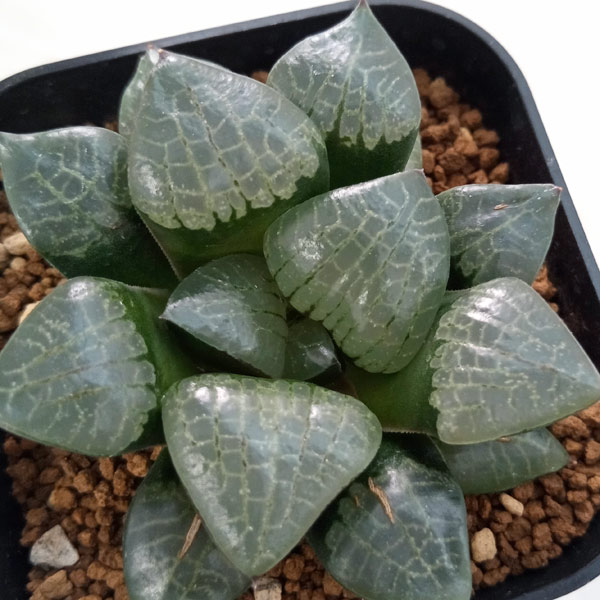 ハオルチア:スプリング×コンプト交配美種 実生苗 2.5号スクエア鉢