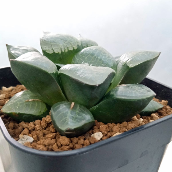 ハオルチア:スプリング×コンプト交配美種 実生苗 2.5号スクエア鉢