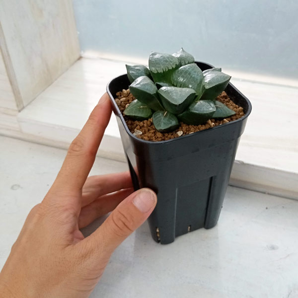 ハオルチア:スプリング×コンプト交配美種 実生苗 2.5号スクエア鉢