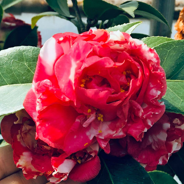 椿(ツバキ):太神楽(ダイカグラ)4号ポット